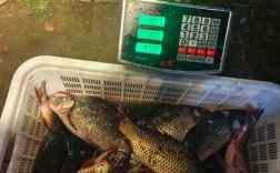 荆州鲤鱼批发价今日多少？