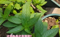 薄荷的品种与图片大全