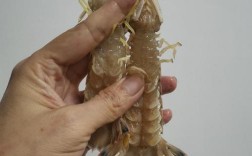 2025威海爬虾价格会涨还是跌？