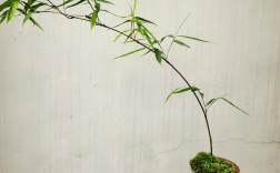 家里的竹子是什么品种