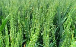 早熟高产小麦品种有哪些？