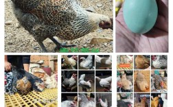 绿壳蛋鸡是哪个品种？