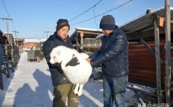 狐狸妊娠期如何科学喂养？