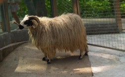 毛用羊品种图片大全，如何通过毛色、毛质等特征区分不同品种？