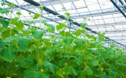 春季黄瓜大棚栽培技术有哪些关键点？如何实现高产优质？