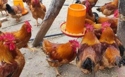 土鸡养殖哪个品种收益最高？