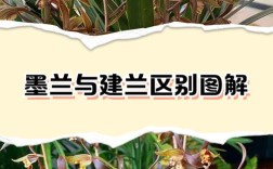 墨兰与建兰，哪个品种更值得养？