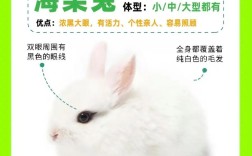 养殖什么品种兔子好？新手选什么品种合适？