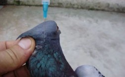 鸽子疫苗注射技术视频要点有哪些？