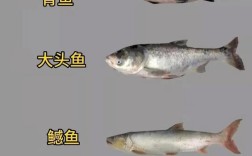 淡水鱼品种照片，常见养殖种类有哪些？