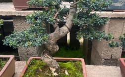 珍珠罗汉松什么品种好