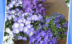 风铃草怎么种？管理有哪些关键技巧？