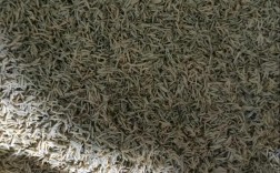 蝇蛆活性蛋白饲料价格多少？