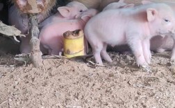 杂交母猪品种图片，哪种更优秀？