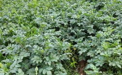 春季土豆栽培技术视频有哪些要点？