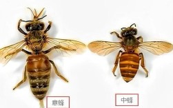 意蜂哪个品种盗性最强？