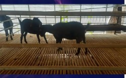 广州山羊价格现在啥趋势？