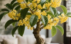 2025年桂花苗价格会涨还是跌？