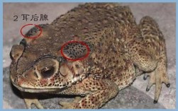 2025年亳州蟾酥价格会涨还是跌？