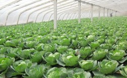 大棚早春甘蓝怎么种才能高产？