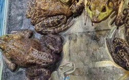 牛蛙和青蛙，到底哪个更贵？