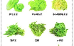 生菜品种有哪些？看图识名？