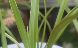 名贵兰花叶片品种图片