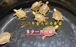 2025安南龟龟苗价格多少钱一只？