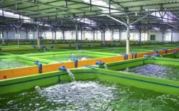 鱼鹅混养技术如何实现成功？