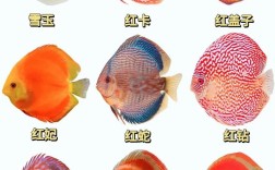 七彩养一个品种还是多个品种？