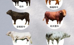 哪些肉牛品种最适合繁殖养殖？