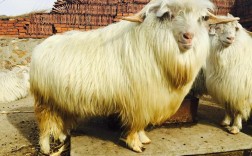 什么品种的羊能吃稻草？