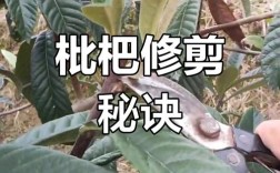 枇杷修枝何时剪？怎么剪才高产？