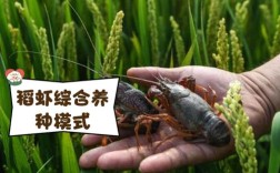 稻田虾养殖技术要点有哪些？