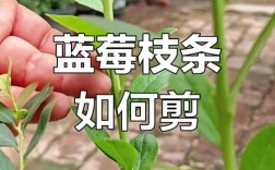 夏季蓝莓小苗怎么修剪才正确？