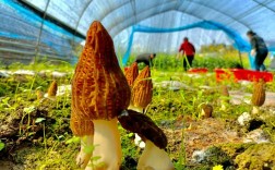 羊肚菌大田化种植新技术有哪些突破？