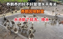 肉鹅饲养繁育技术有哪些关键要点？