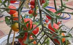 室内大西红柿种植技术