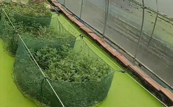 黄鳝室内养殖新技术有哪些要点？