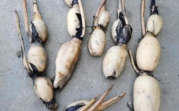 莲藕最早熟是哪些品种