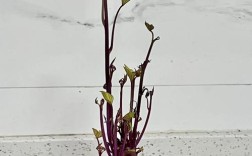 紫薯品种咋选？种植技术有啥诀窍？