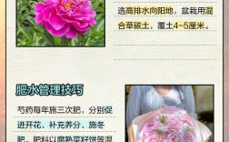 芍药栽培技术视频，关键步骤有哪些？