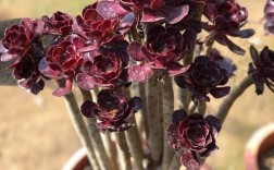 黑法师究竟有多少品种？