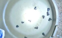 水律蛇苗开口关键技术有哪些？