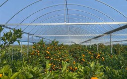 大的柑橘种植技术视频