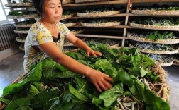 家庭养蚕技术视频有哪些关键点？