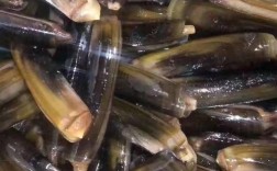 合肥周堆蛏子价格现在多少？