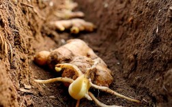 南方生姜怎么种？视频教你技术要点