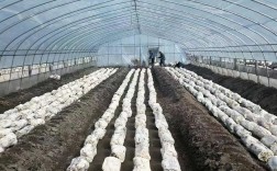 最新林芝种植技术视频有哪些要点？