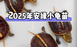 2025安南龟苗价格会涨还是跌？